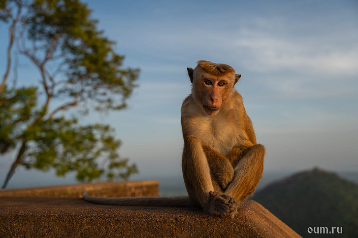 Фото 1 Обезьянка