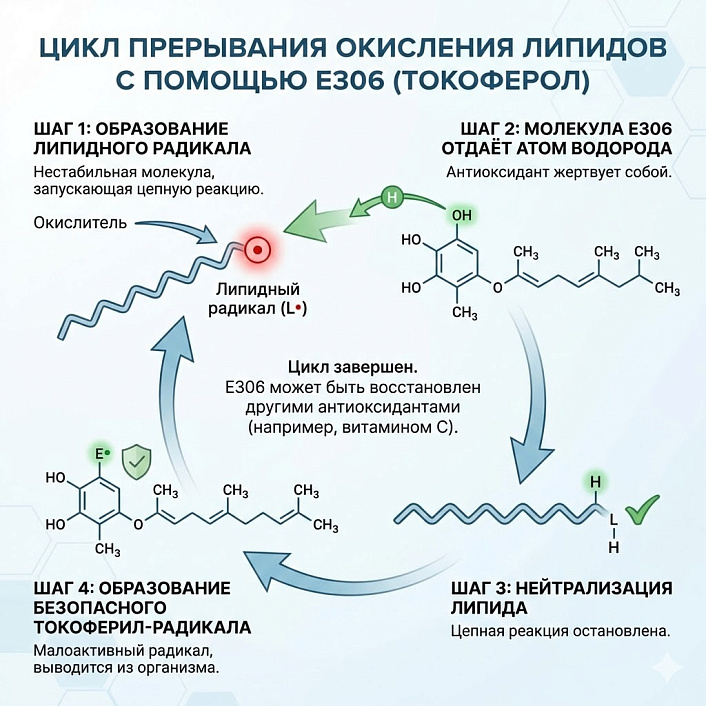 Схема пошагового цикла, где антиоксидант Е306 нейтрализует липидный радикал, отдавая атом водорода, и прерывает цепную реакцию окисления.