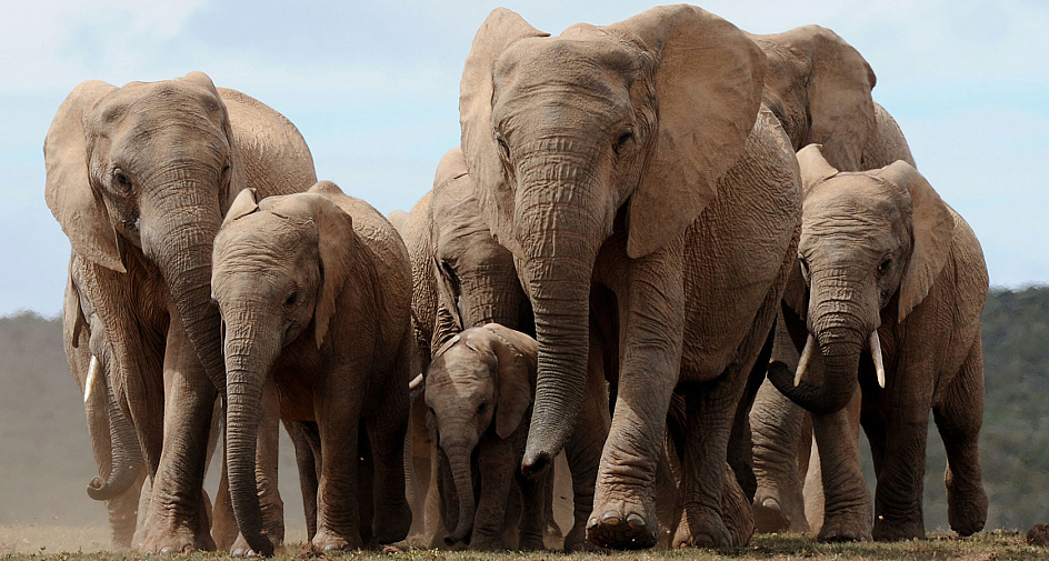 Африканские слоны перестали отращивать бивни, чтобы сохранить себе жизнь