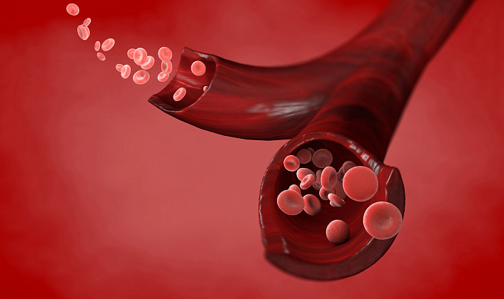 кровяные тельца в артериях фото
