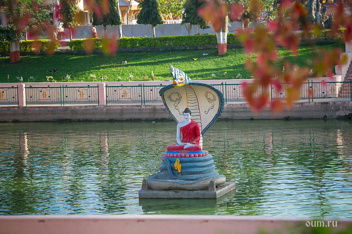 статуя будды под коброй фото