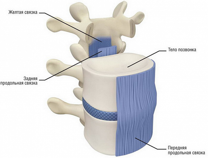строение позвоночника