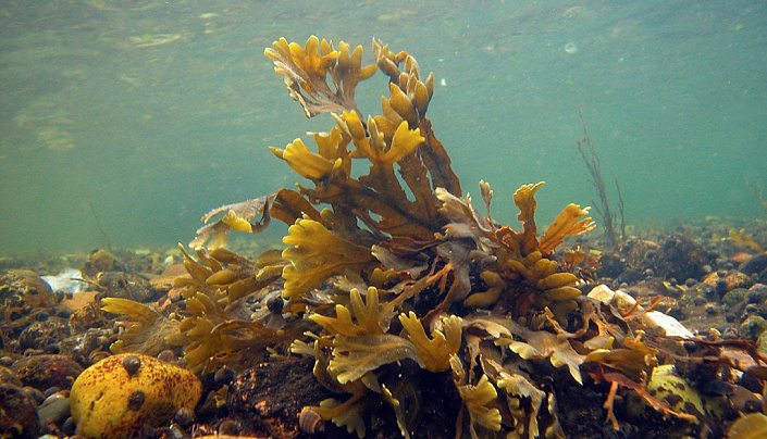 фукус пузырчатый под водой