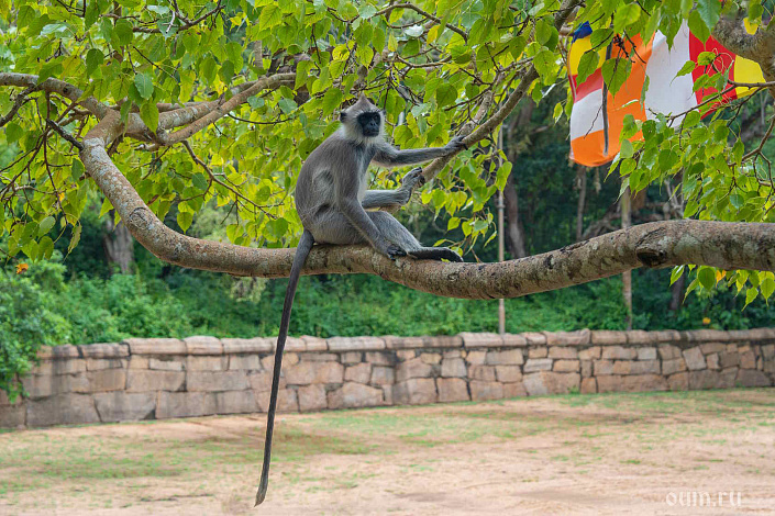 Фото 19 Местные жители