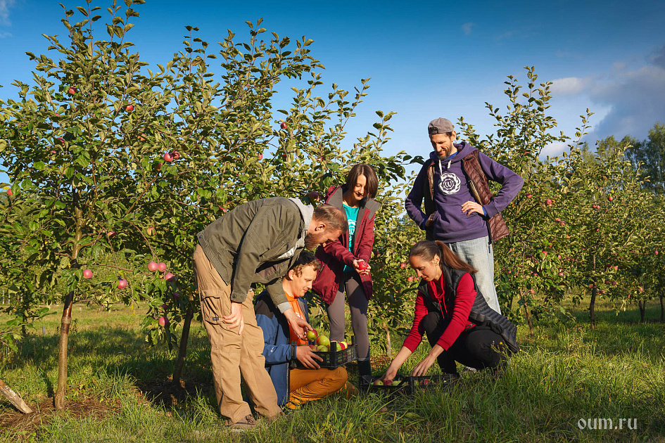 яблоки, Андрей Верба