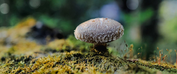 Шиитаке растёт на поваленных деревьях и брёвнах