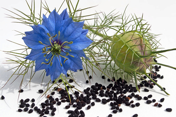 цветок чёрного тмина фото