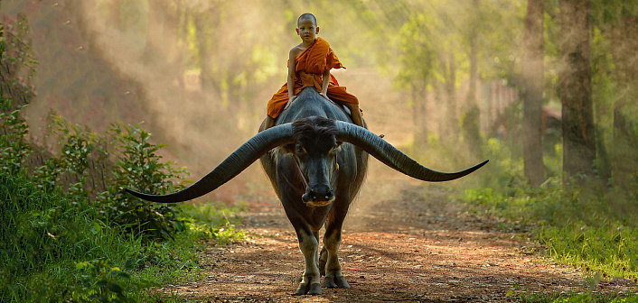 буддийский мальчик на быке