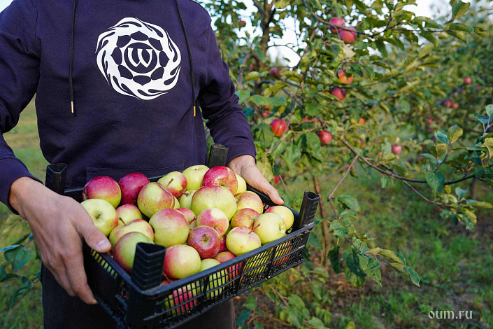 Мужчина несет яблоки в ящике