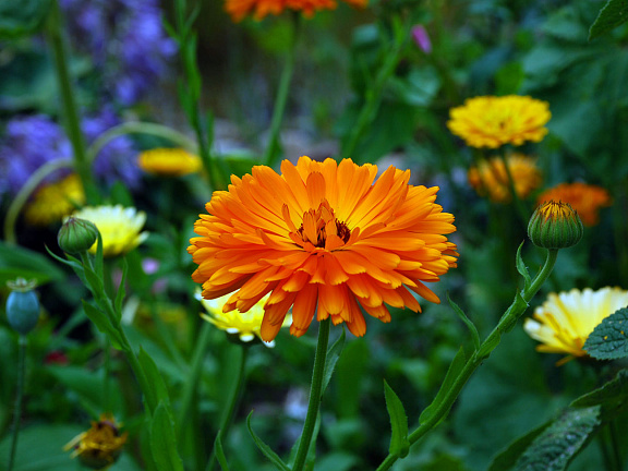 цветок календулы