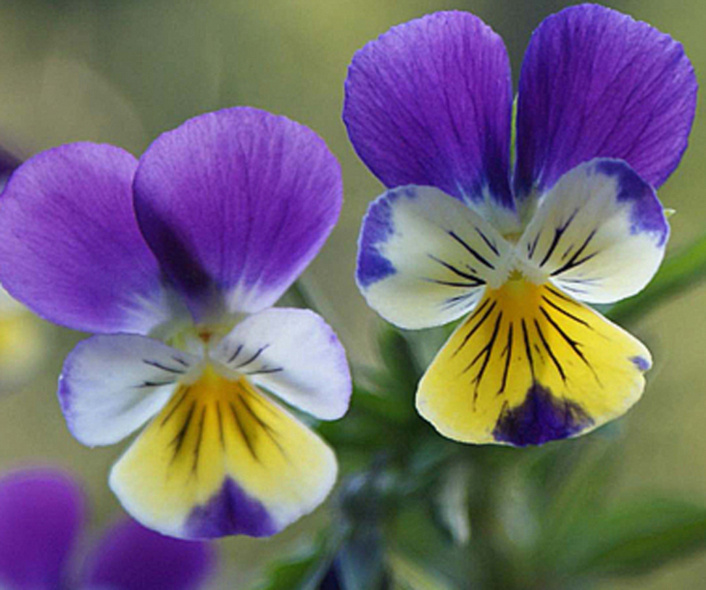 фиалка трехцветная