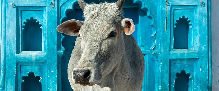 Брахман, корова и закон кармы