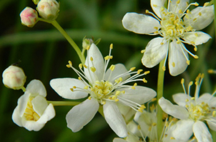 цветы таволги вязолистной