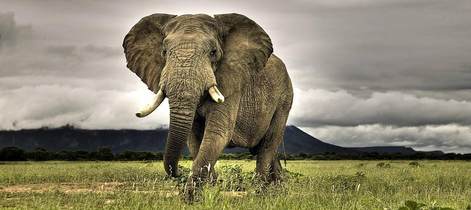 Какова реальная цена фото со слоном