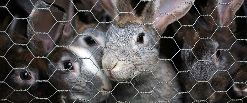 Тестирование на животных: вынужденные меры или неоправданная жестокость
