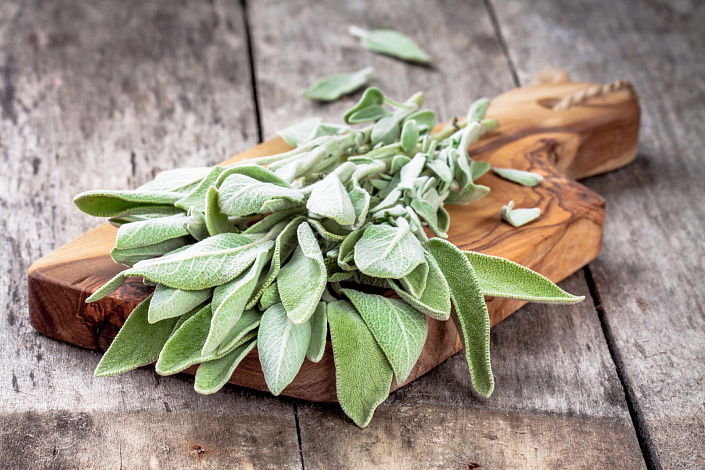 шалфей на доске фото