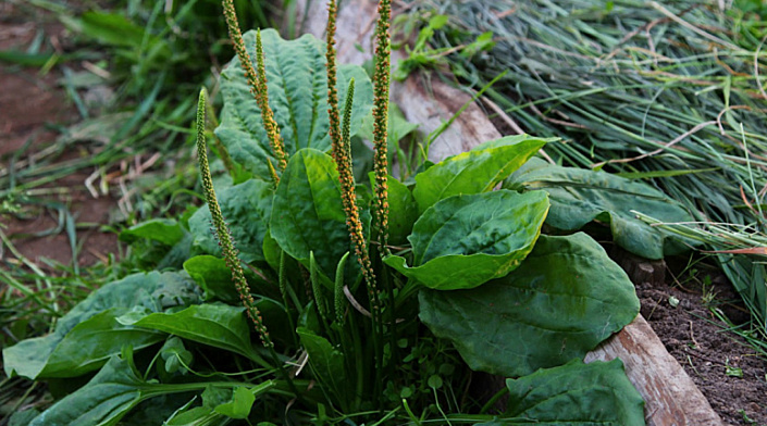 подорожник