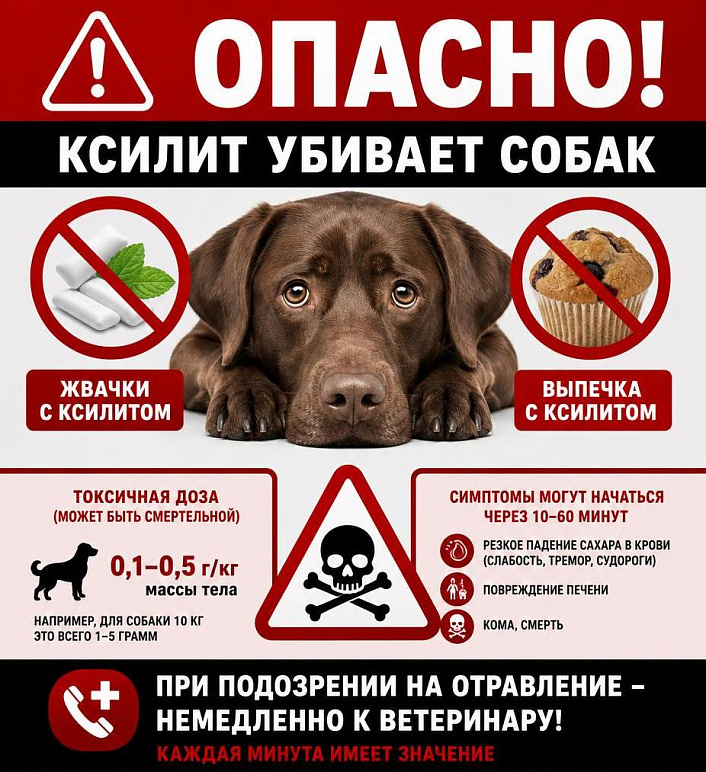 Смертельная токсичность ксилита E967 для собак