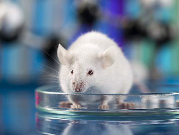 «Вселенная-25». Мышиный рай