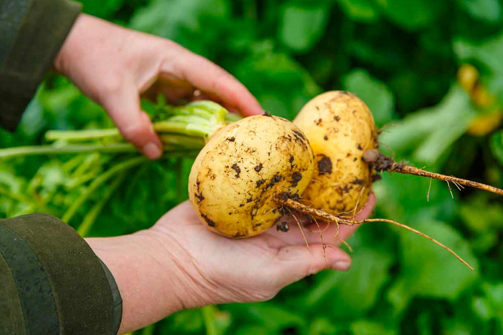 репа огородная фото