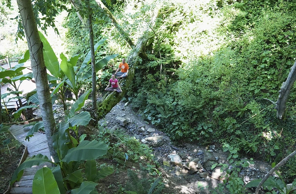 йоги медитируют в лесу