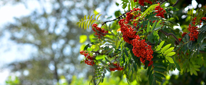 Красная рябина: польза для здоровья, рецепты и правила сбора
