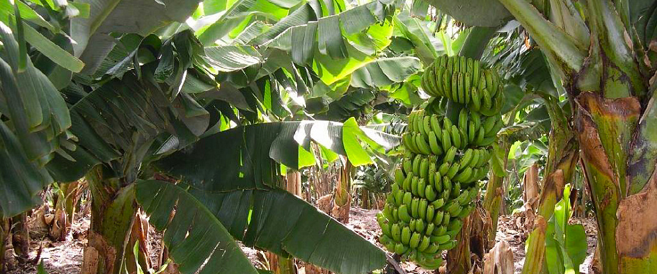 Экоткань из бананового дерева