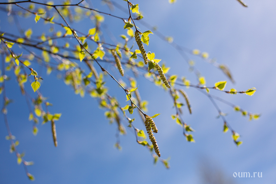 березка фото