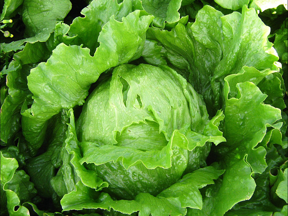 салат айсберг