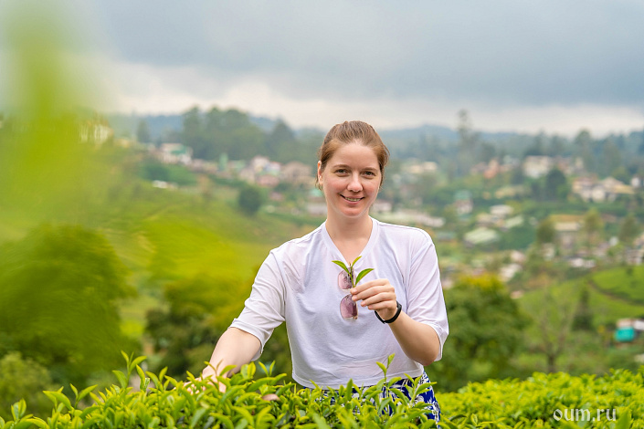 сбор чая фото