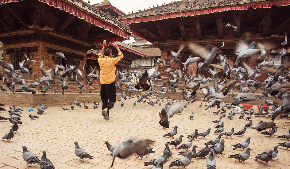 голуби в непале