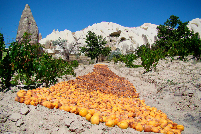 дорожка из абрикосов в горах фото