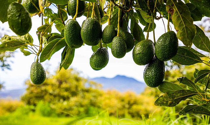 плоды авокадо на ветке фото