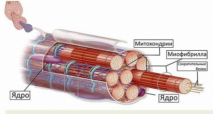 мышцы в разрезе, строение мышц