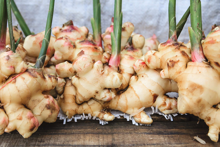 Корень имбиря фото