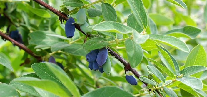 Жимолость на ветке