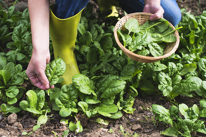 мужчина собирает шпинат фото