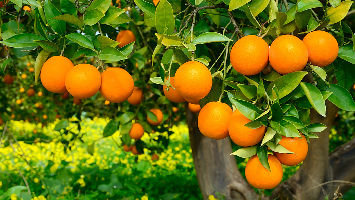 Польза и вред апельсинов для здоровья