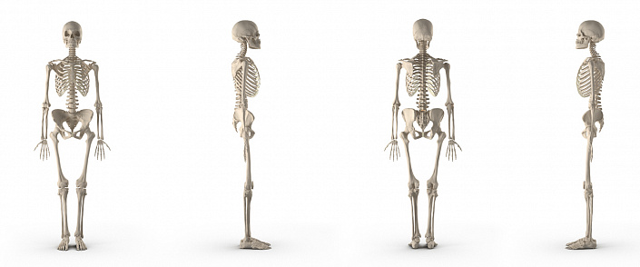 скелет человека с разных сторон