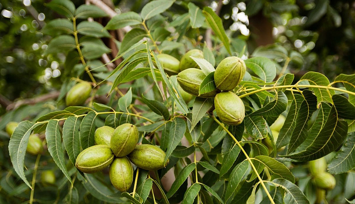 пеканы на ветке фото