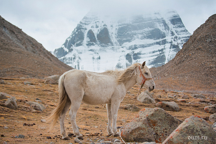 лошадь на фоне кайлаш