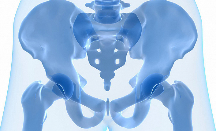 скелет таза