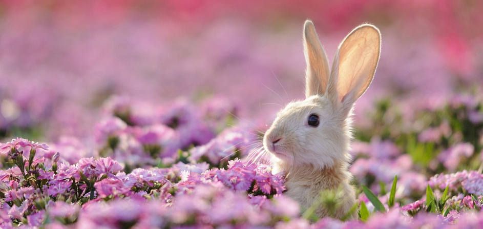 Кролик в цветах|