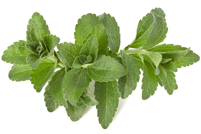 стевия фото