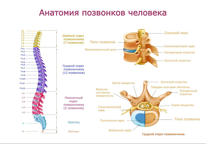 Анатомия грудного отдела позвоночника