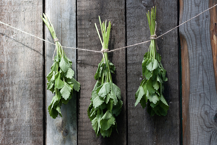 сушка мелиссы в подвешенных тонких пучках фото