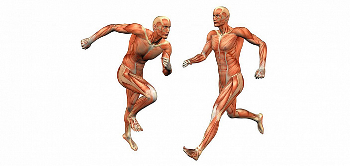 анатомия движения