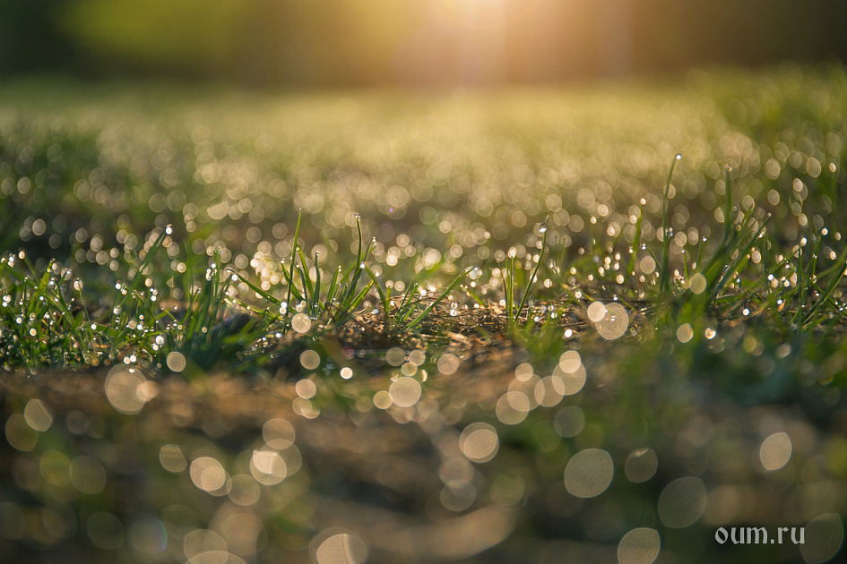 роса и трава фото