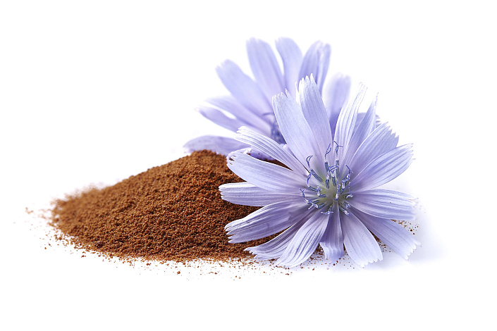 порошок корня цикория фото
