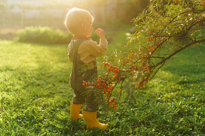 мальчик ест облепиху фото